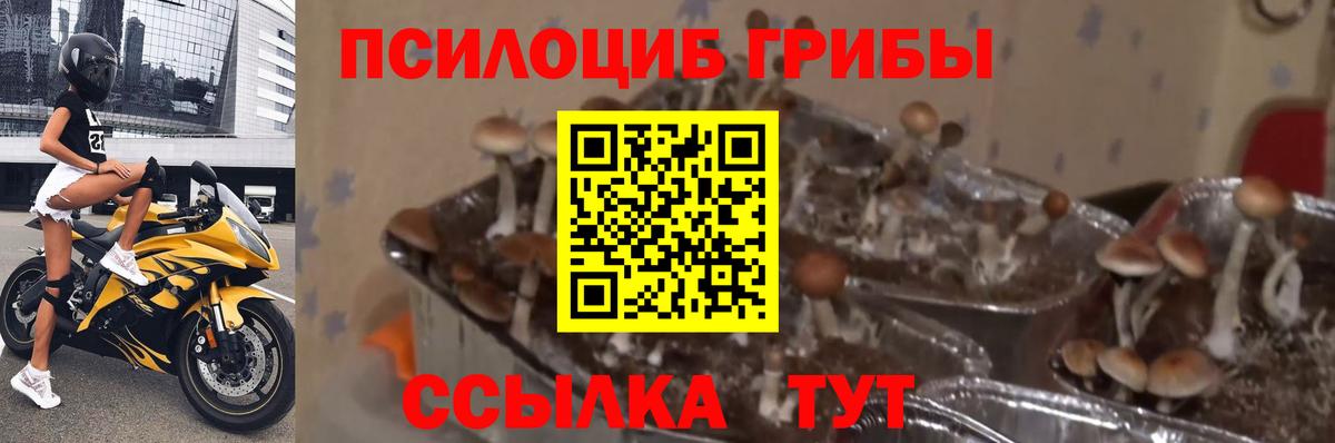 Тверь  Псилоцибиновые грибы мицелий  Галлюциногенные грибы Psilocybine cubensis  Вход с VPN 